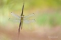 Orthetrum aquarella
